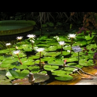 Nymphaea Micrantha (fam. Nympheacees) (orig. Afr. de l'ouest) (Lyon) (02)